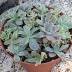 斑入り子持ち蓮華(抜き苗カット混合)のサムネイル
