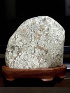 越前 梅花石 鑑賞石 紋様石 花模様 花石 水石 2163g 花梨台 希少