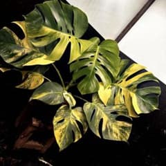 ☆*☆様 斑入りモンステラボルシギアナオーレア黄斑4号鉢植え63cm発根
