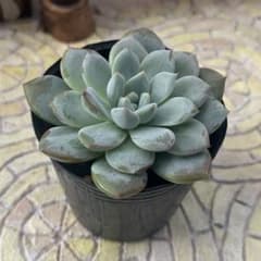 多肉植物 ウェルテル 抜き苗のサムネイル
