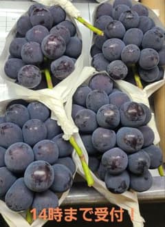 【朝採り:農家直送】9月14収穫分 岡山県産ピオーネ5kg次回未定のサムネイル