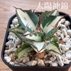 錦フェア【鉢ごと発送】速達　大きめ　アガベ　チタノタ　太陽神錦　白中斑　TC 錦フェア【鉢ごと発送】速達 大きめ アガベ チタノタ 太陽神錦 白中斑