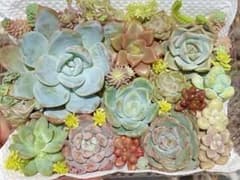 育てやすい　多肉植物　詰め合わせ　セダム　カット苗③のサムネイル