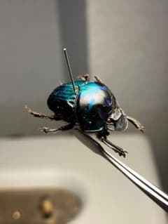 【26mm♂】ミドリツヤダイコクコガネ フンチュウ糞虫昆虫標本甲虫カミキリムシ m81448601532_1.jpg?1774530787