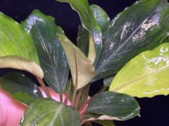 Bucephalandra sp.Pearl gray 【TB】 水上育成株 - メルカリ