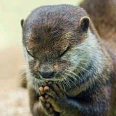 シーサー様専用のサムネイル