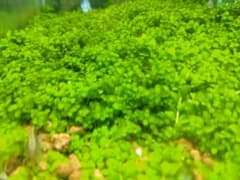 ニューラージパールグラス 少量販売のサムネイル