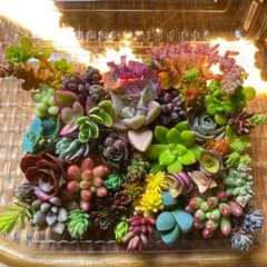 多肉植物 カット苗④のサムネイル