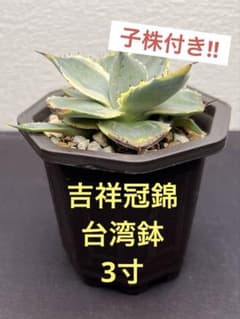 アガベ 子株つき 台湾鉢 3寸 - メルカリ