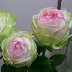 薔薇 挿し木苗 切り花品種　inspirée par Jeanne d'Arc 薔薇 挿し木苗 切り花品種 inspirée par Jeanne d'Arc - メルカリ