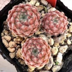 センペルビウム　パシフィックテディ 多肉植物 センペルビウム パシフィックテディ No.28【赤】 - メルカリ