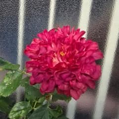 バラ苗 A87のサムネイル