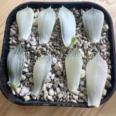 ハオルチア オブツーサ錦 白蛇伝 葉挿し用の葉 - メルカリ