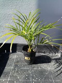 【沖縄産】フェニックスロベレニー苗28　観葉植物　ヤシ　ドライガーデンのサムネイル