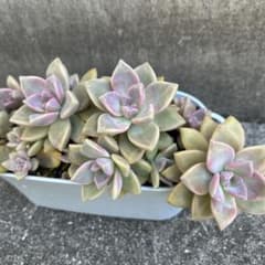 多肉植物　桜牡丹　カット苗のサムネイル