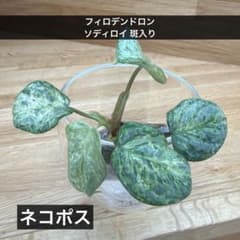 ネコポス】フィロデンドロン ソディロイ トリカラー斑入り - メルカリ