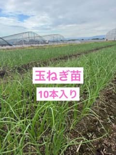 玉ねぎ 貴錦 10本入り 送料無料のサムネイル