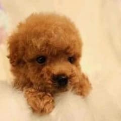 茶ーchin 必読profそれから購入様専用のサムネイル