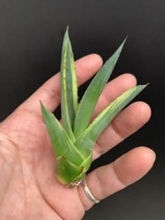 AGAVE アガベ　フェロックス　トニータイガーのサムネイル
