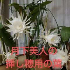 月下美人の挿し穂用の葉三枚☆根っこは有りません！！のサムネイル