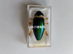 いちご様専用玉虫のブローチのサムネイル