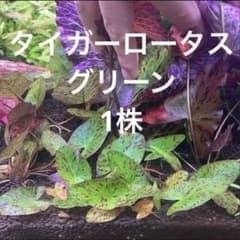 タイガーロータス　グリーンのサムネイル