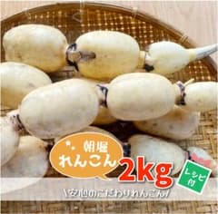 霞ヶ浦産★朝堀れんこん☆2kg☆当日収穫☆レシピ付き☆のサムネイル