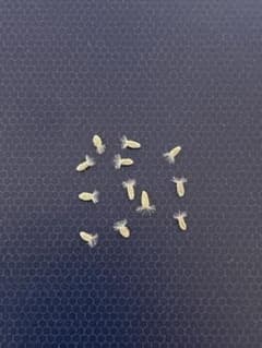 とも様 オトンナ カカリオイデス 種子6粒のサムネイル