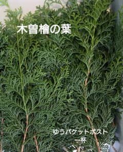 ヒノキの葉のサムネイル
