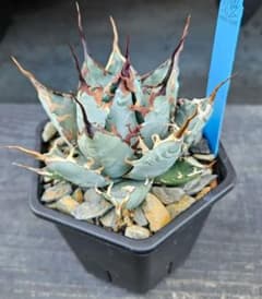 ハイブリッドアガベ （ネバデンシス✕BB）子株 HIDDEN AGAVE - メルカリ