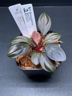 Homalomena Rec 173 K0723-f1 増殖株 - メルカリ