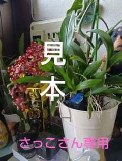 オンシジュウムのサムネイル