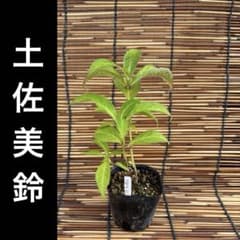 たかみ様 リクエスト 5点 まとめ商品のサムネイル