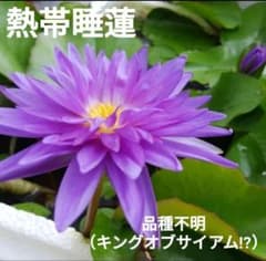 速達送料込み☆熱帯睡蓮☆品種不明☆キングオブサイアム⁉☆苗のサムネイル