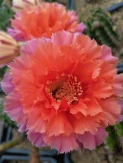 魅羽 超人気品種 花サボテン 複色咲き 群開花 カキコ 開花株 - メルカリ