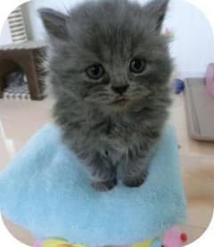 みっぴ様 専用のサムネイル