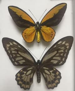 蝶 標本 アカメガネトリバネアゲハ ペア - メルカリ