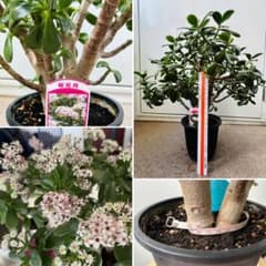 桜花月 花咲く 金のなる木 ◇ 鉢ごと発送 - メルカリ