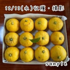 花柚子(少量)のサムネイル