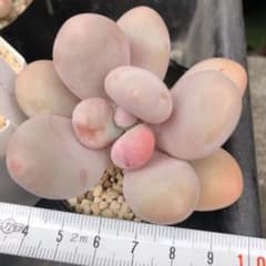 多肉植物 月美人 抜き苗のサムネイル