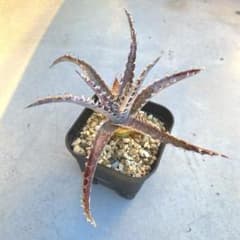 ディッキア ブラックアイス 抜き苗 根付き 多肉植物 - メルカリ