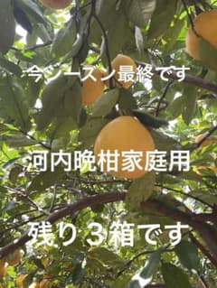 河内晩柑家庭用あと2箱のサムネイル