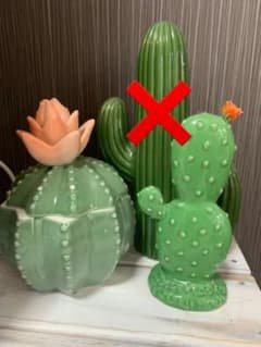 処分！あと1週間でさよならしようと思ってます！サボテンのサムネイル