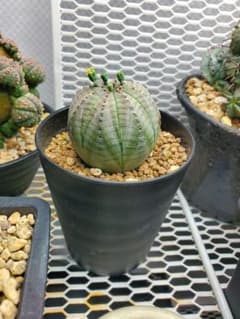 【雄株】ユーフォルビア・オベサ 4.5cmのサムネイル