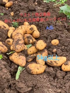 新鮮　新じゃがいも北海黄金(メークイン)　徳之島産　5kg以上のサムネイル
