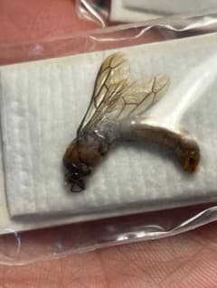 未展足標本】サスライアリの一種 ドライバーアリ Dorylus sp.カマキリ