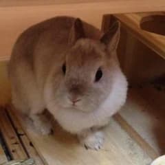 専用ページのサムネイル