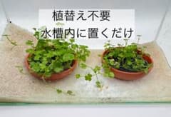 レノ様 リクエスト 2点 まとめ商品のサムネイル