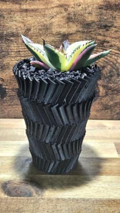 6株セット アガベ 3Dプリンター鉢セット スナグル シーザー 魔丸