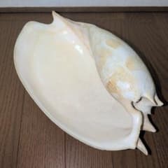 【美品】イナズマツノヤシガイ 巻貝 巻き貝 約25cm】イナズマツノヤシガイ 巻貝 巻き貝 - メルカリ